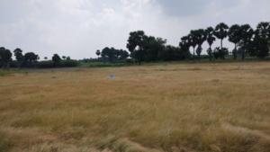 vijayadhaya
